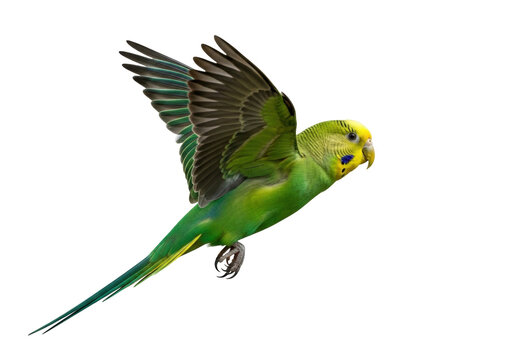 Green and yellow budgerigar flying isolated PNG on transparent background, colorful parakeet with wings spread for design and educational use
