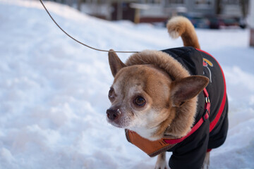 Red and white chihuahua dog on a winter walk in warm clothes