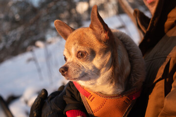 Red and white Chihuahua dog in man's hands watching the sunset with his dog's owner in winter