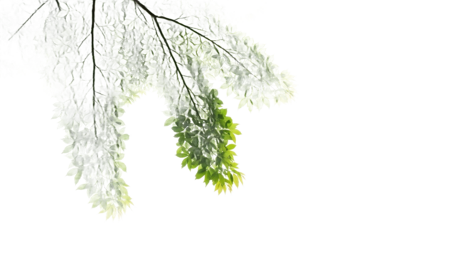 Delicate green fern fronds gracefully unfurling against a clean white background, evoking freshness and growth