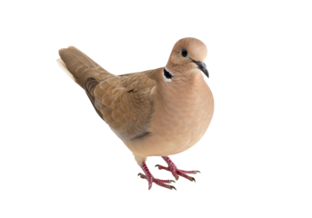 Mourning dove PNG isolated on transparent background, Zenaida macroura bird with brown plumage and pink legs, wildlife animal