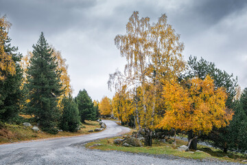 Fototapeta premium Mountain Road Winding Through Autumn Forest with Golden Birch Trees and Pine Forest