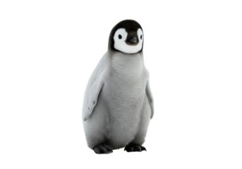 Fluffy emperor penguin chick isolated on transparent background PNG, cute baby bird with black and white plumage for design projects