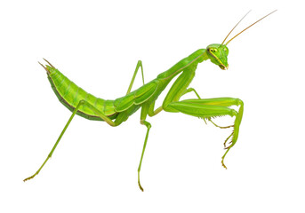 Green praying mantis isolated PNG, predatory insect with long body and spiky legs for nature and wildlife design projects