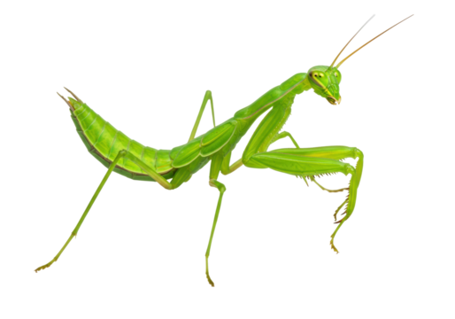 Green praying mantis isolated PNG, predatory insect with long body and spiky legs for nature and wildlife design projects
