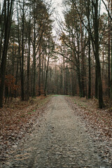 Scenic forest path during late autumn, covered with fallen leaves and surrounded by tall bare trees. Peaceful woodland landscape with soft natural light, perfect for themes of nature, relaxation, hiki