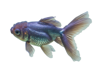 Beautiful blue Oranda goldfish isolated on transparent background, fancy fish with bubble eyes and flowing tail for aquarium pet concept