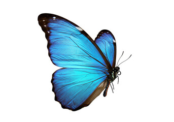 Vibrant blue morpho butterfly isolated PNG on transparent background, tropical insect with iridescent wings for design and educational use © Nolan