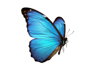 Vibrant blue morpho butterfly isolated PNG on transparent background, tropical insect with iridescent wings for design and educational use