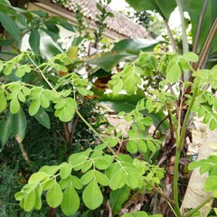 Green and healthy moringa leaves