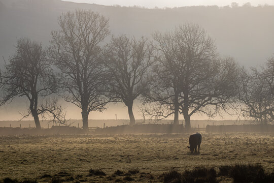Morning mist across a frosty field with a grazing cow beneath bare trees