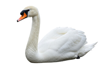 Elegant mute swan isolated PNG, graceful bird with white feathers on transparent background for...