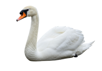 Elegant mute swan isolated PNG, graceful bird with white feathers on transparent background for design and nature-themed projects