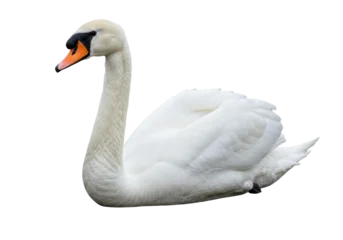Gardinen Schwan Elegant mute swan isolated PNG, graceful bird with white feathers on transparent background for design and nature-themed projects  © Nolan