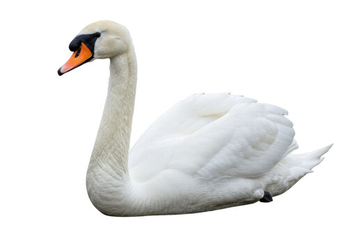 Elegant mute swan isolated PNG, graceful bird with white feathers on transparent background for design and nature-themed projects - Powered by Adobe