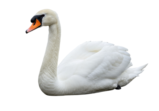 Elegant mute swan isolated PNG, graceful bird with white feathers on transparent background for design and nature-themed projects