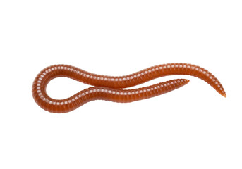 Brown earthworm isolated on transparent background, annelid worm for fishing bait and composting, PNG