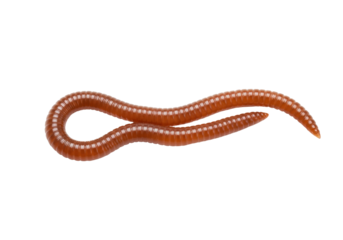 Brown earthworm isolated on transparent background, annelid worm for fishing bait and composting, PNG