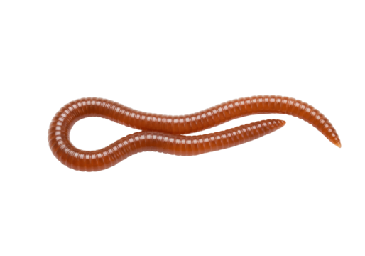 Brown earthworm isolated on transparent background, annelid worm for fishing bait and composting, PNG