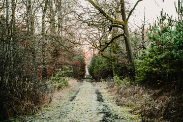 Rural forest path in early winter, with frosty ground, dry grass and a mix of bare trees and evergreen pines. Quiet countryside scenery with natural soft light, perfect for themes of nature, seasons, 