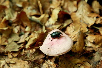 Beetle on pink russula mushroom forest scene