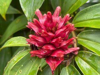 Vibrant Red Ginger Flower Close Up with Tropical Green Leaves, Exotic Botanical Bloom, Colorful Natural Floral Texture, Fresh Tropical Plant Detail for Nature, Garden, and Botanical Photography