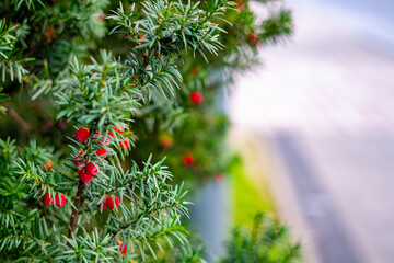 European yew with red berries growing by the street, green needles and colorful arils creating a natural decorative accent in urban space