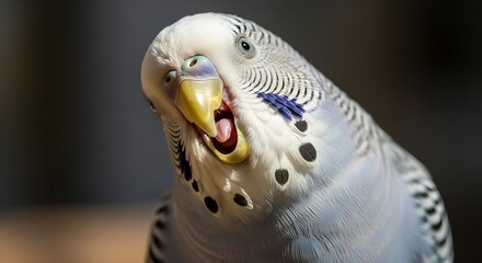 Close-up of a Budgerigar with Open Beak and Head Tilt.