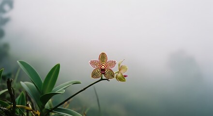 Close-up of a delicate orchid blooming in a misty, ethereal natural setting.