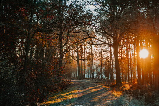 Sunset light shining through a forest path, illuminating trees and creating warm golden tones. Scenic woodland landscape with soft natural light, ideal for themes of nature, seasons, tranquility, outd