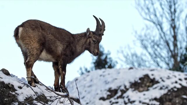 Young Female Alpine Ibex on Elevated Rock &ndash; 4K Cinematic Wildlife