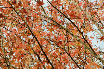 兵庫県・三木市県立公園の秋、紅葉
