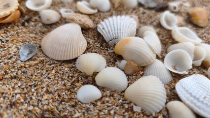 sea shells background