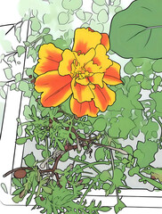 Illustration d'une fleur d'œillet d'inde 