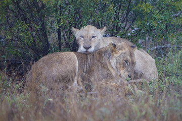 White lioness in the Orpen Gate area of Kruger National Park, photos taken on a rainy day.