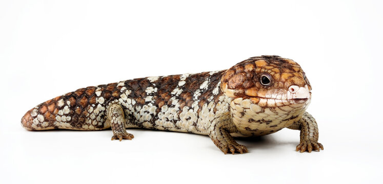 Shingleback skink, shingleback lizard // Tannenzapfenechse (Tiliqua rugosa) - Australia