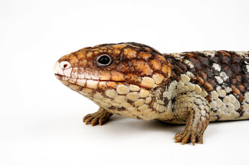 Tannenzapfenechse // Shingleback skink, shingleback lizard (Tiliqua rugosa) - Australien