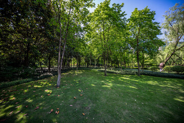 Tranquil Green Space Surrounded by Lush Trees and Vibrant Nature