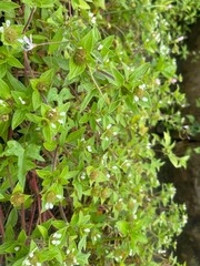 Wild Green Herbal Ground Plant with Tiny White Blossoms and Fresh Dew Drops in Natural Garden Environment – Close-Up Botanical Texture for Nature, Ecology, and Organic Background Photography