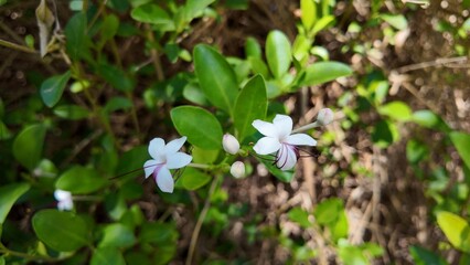 Seaside Clerodendrum's elegant flowers(Clerodendrum inerme)