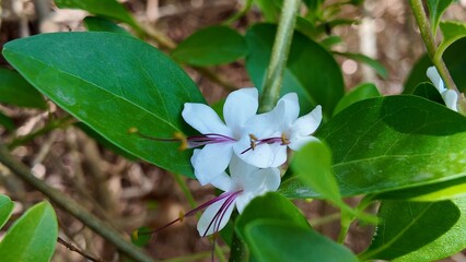 Seaside Clerodendrum's elegant flowers(Clerodendrum inerme)