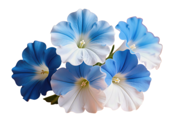 Vibrant Blue and White Petunia Flowers in Full Bloom