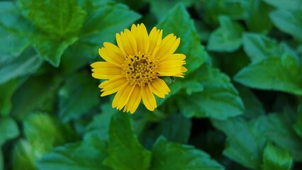A bright yellow wild daisy flower, possibly a creeping oxeye in full bloom. The delicate petals and detailed center stand out against a lush green background in this macro photograph.