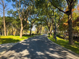 Tranquil Tree-Lined Pathway Inviting Strolls in a Lush Park Setting