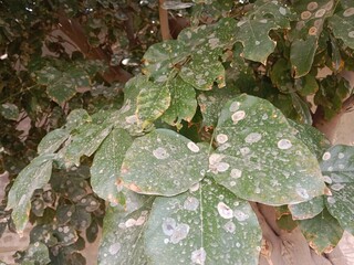 pongamia pinnata leaves pattern or Karanj tree leaf pattern or Pongame oiltree leaves pattern 