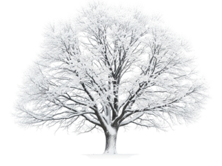 A majestic tree covered in snow isolated on transparent background, its branches creating a beautiful winter scene, perfect for seasonal designs generative ai illustration