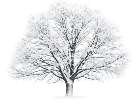 A majestic tree covered in snow isolated on transparent background, its branches creating a beautiful winter scene, perfect for seasonal designs generative ai illustration