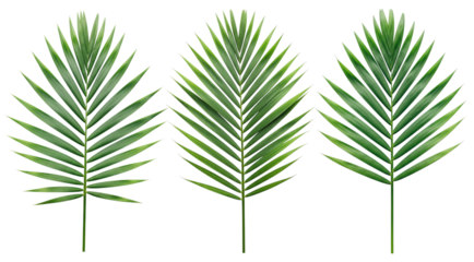 Three vibrant green palm fronds isolated on transparent background, showcasing tropical foliage and exotic botanical beauty generative ai illustration