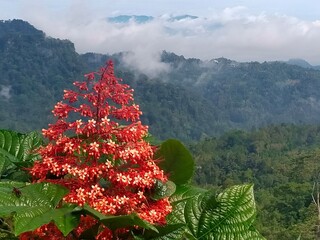 Vibrant red tropical flower blooming in lush green mountain landscape with misty hills in the background, creating a striking natural scene.