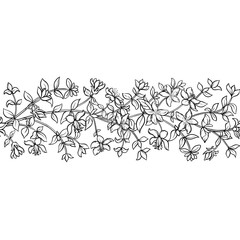 Fototapeta premium Tutsan Plant wiyh Flowers and Leaves Outline Horizontal Seamless Pattern. Vector isolated for design or decoration.